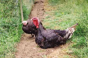 Crimson Dawn Turkey - Housing & Feeding Turkeys