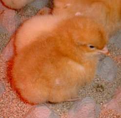 Day Old Chick