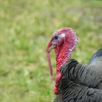 Breeding Turkeys - Introducing Sexes & Mating Turkeys