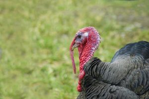 Domestic Turkey - Mating Turkeys