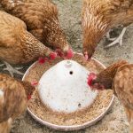 Feeding Chickens