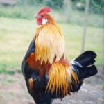 Sayings about cock crowing, Why roosters crow & Why before dawn.