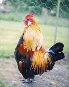 Gold Partridge Dutch Cock