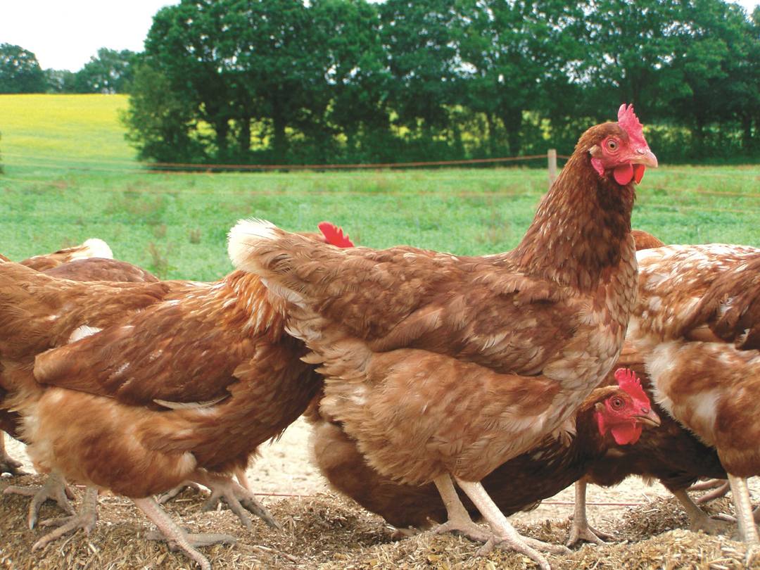 grass chickens seed mix pasture poultry hens fed allotment mixes feeding consider garden