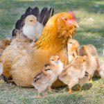 Things to Consider Before Hatching Chicks