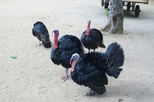 Indian Turkey Bird - Turkey Diseases