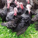 Guide to Keeping Turkeys - Turkey Parasites & Poison