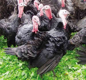 Norfolk Black Turkeys - Turkey Parasites