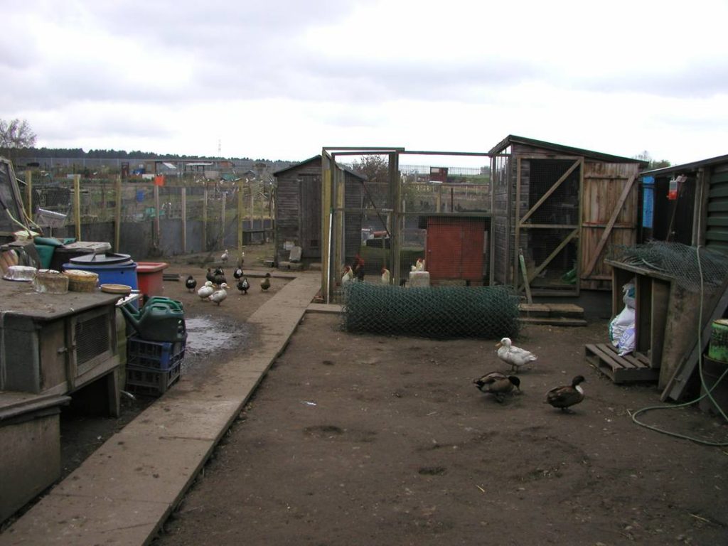 Poultry on Allotment
