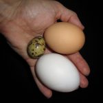Intoduction to Keeping Quail - Quail Eggs and Health
