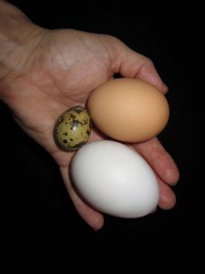 Quail, Chicken and Duck Eggs - Courtesy of Wikipedia