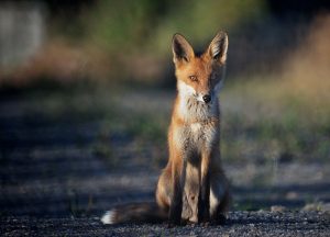 Red Fox - By Foto: Jonn Leffmann