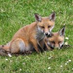 Foxes & Fences: Protecting the Poultry Flock from Foxes