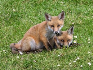 Red Foxes - Protection from Foxes