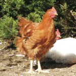 A Guide to Getting Rid of Worms in Chickens