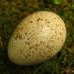 Breeding Turkeys - Incubating & Hatching Turkey Eggs