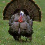 Guide to Keeping Turkeys - Turkey Health