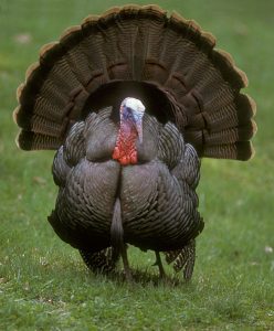 Wild Turkey - Turkey Health