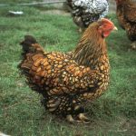 Pure Breed Chickens - What Are Pure Breed Hens?