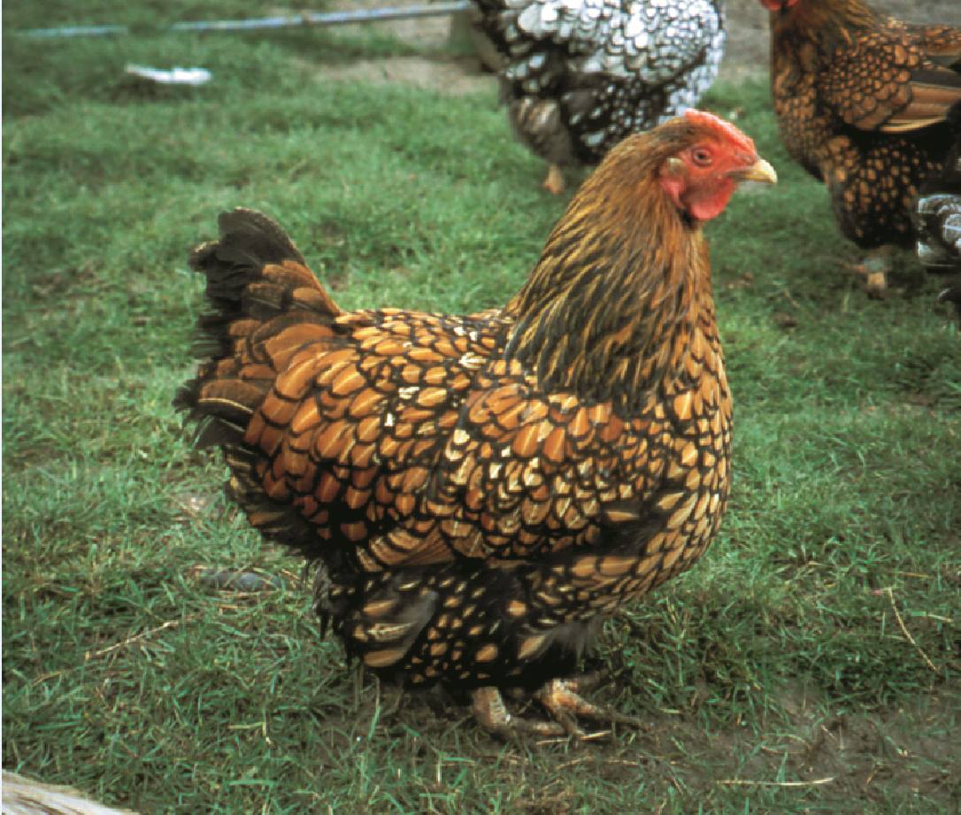 Pure Breed Chickens - What Are Pure Breed Hens? - The Poultry Pages
