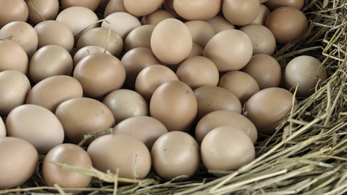 Thin Eggshells Causes Cures The Poultry Pages