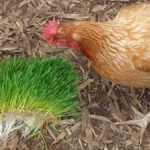 Growing & Feeding Sprouted Wheatgrass Fodder to Hens