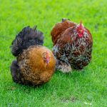 Beginner's Chicken Keeping Guide